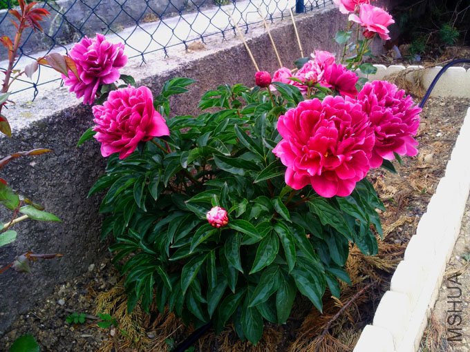 20120517_184601.jpg