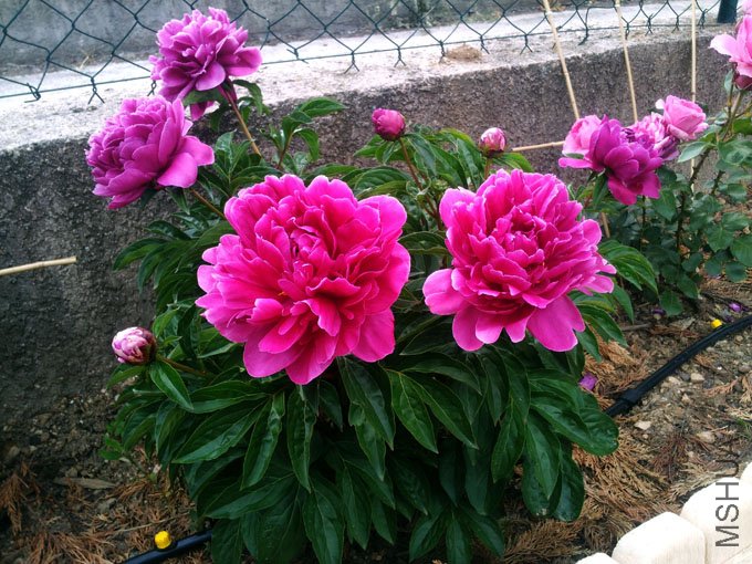 20120517_184447.jpg