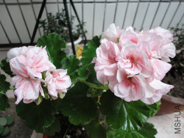 DSC00788.JPG