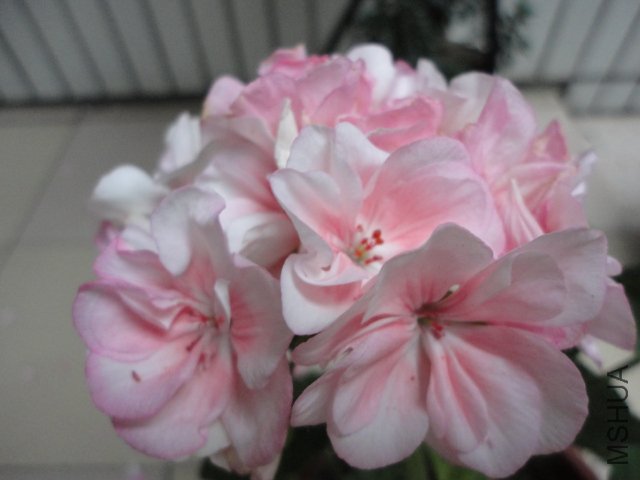 DSC00840.JPG