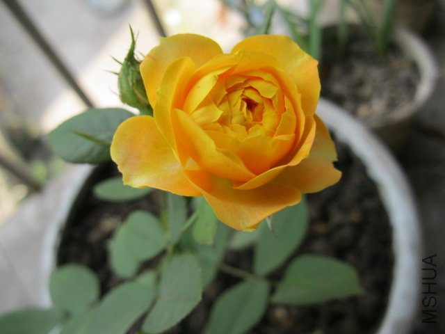 IMG_0080.jpg