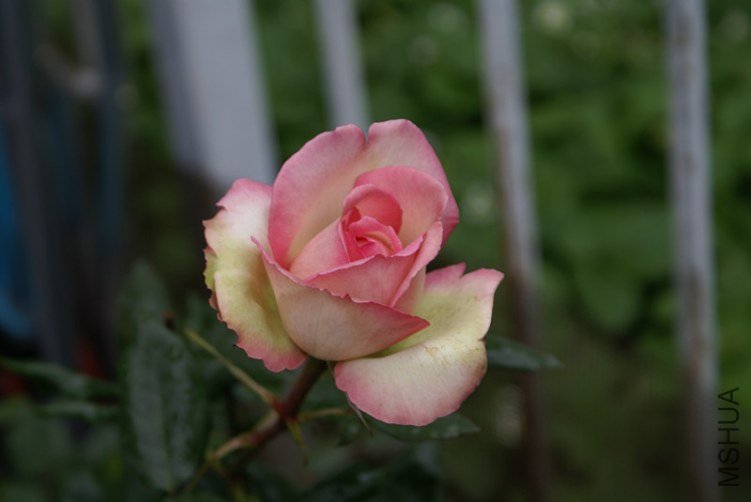DSC05842_����.jpg