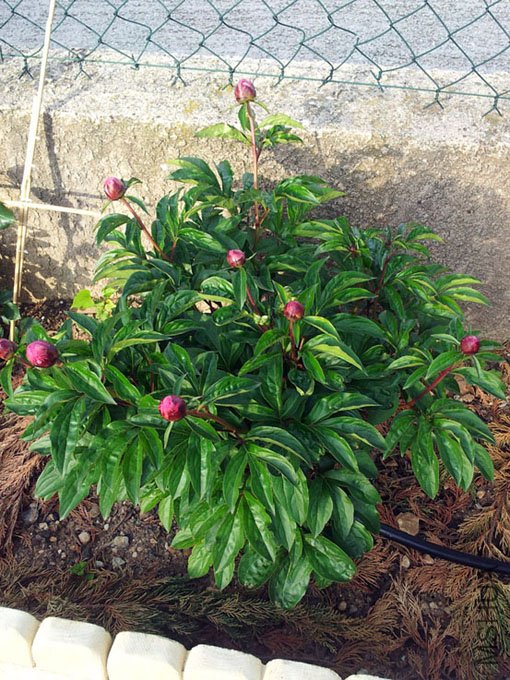 20120508_080907.jpg