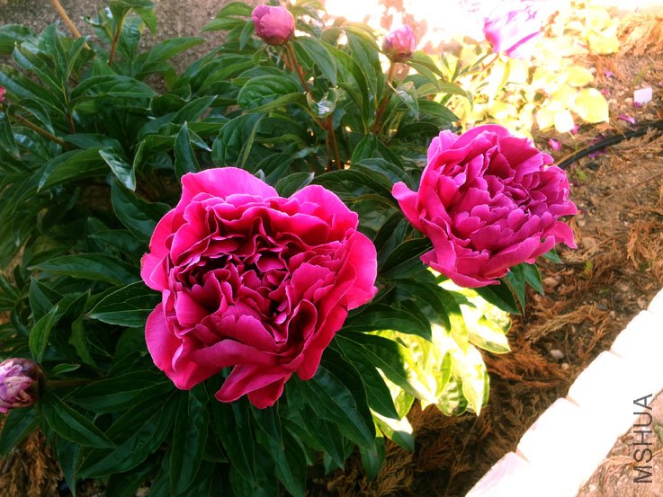 20120517_080406.jpg
