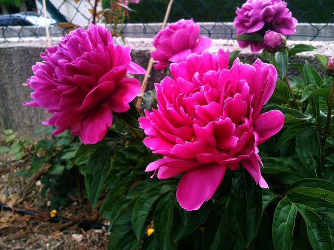 20120517_184525.jpg