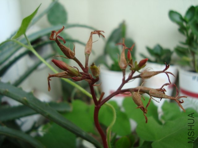 DSC05247.JPG
