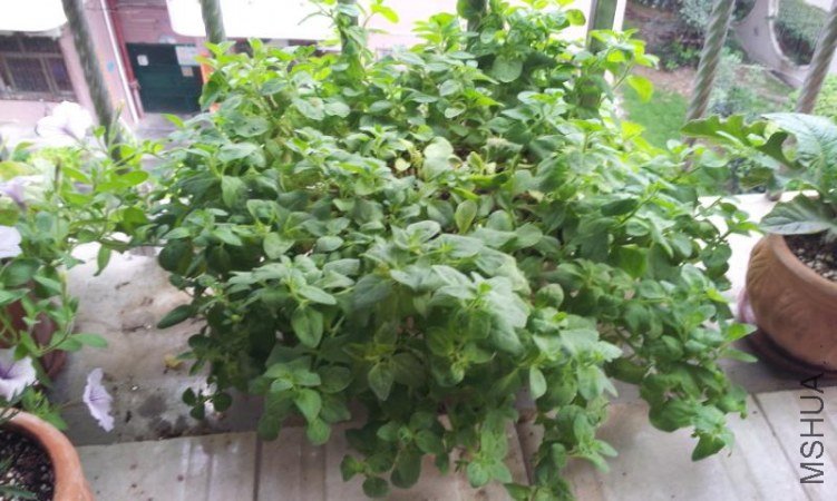 2012-05-20 17.35.15.jpg