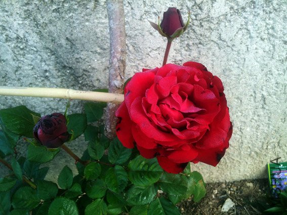 20120510_075435.jpg