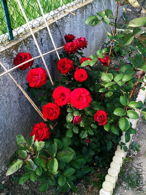 20120514_185237.jpg