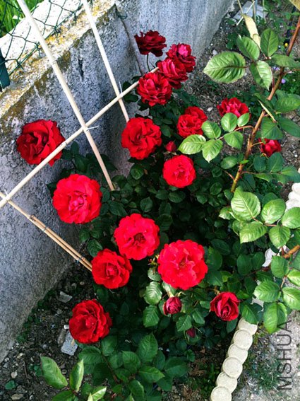 20120514_185253.jpg
