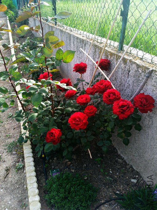 20120514_185325.jpg