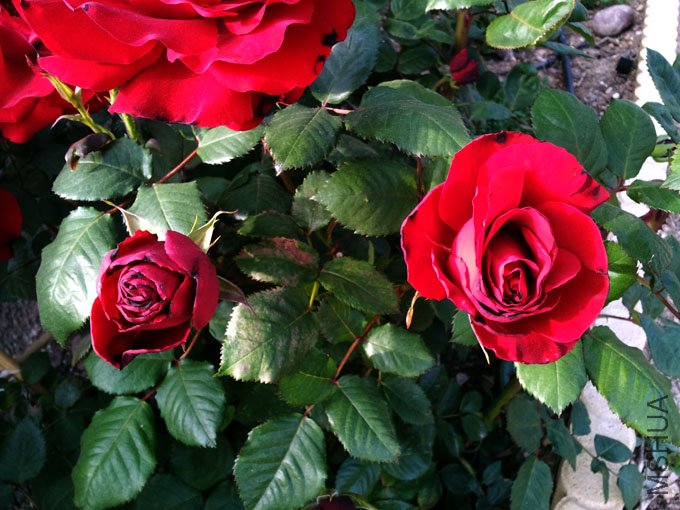20120514_185411.jpg