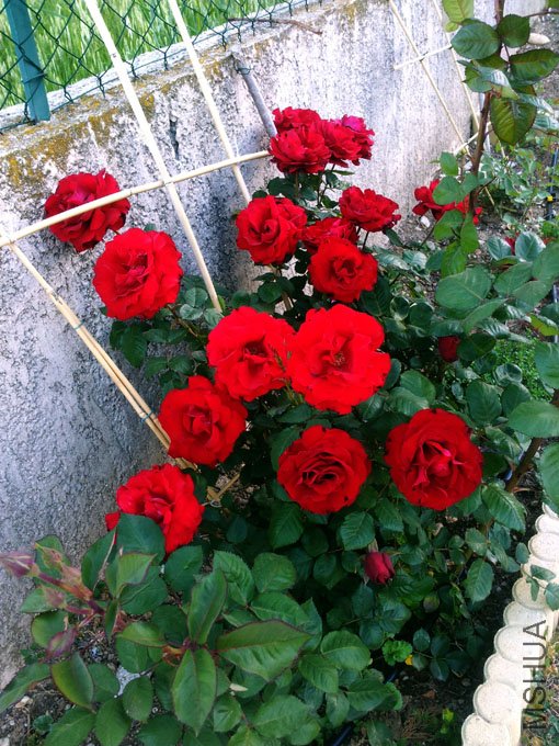 20120517_080718.jpg