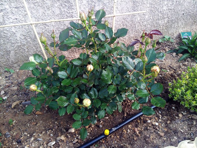 20120508_081444.jpg