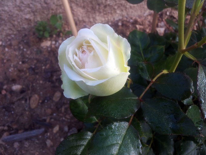 20120510_075406.jpg