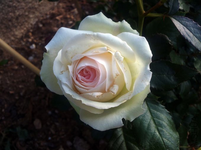 20120511_080855.jpg