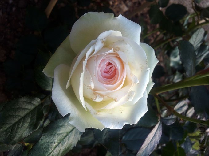 20120511_080914.jpg