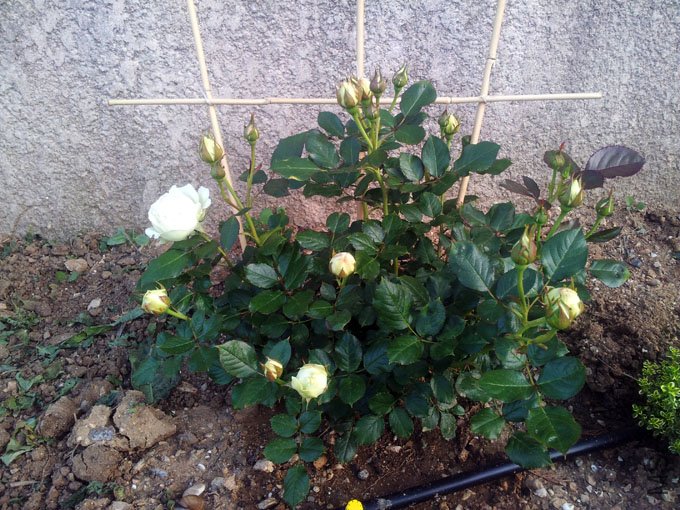 20120511_081007.jpg