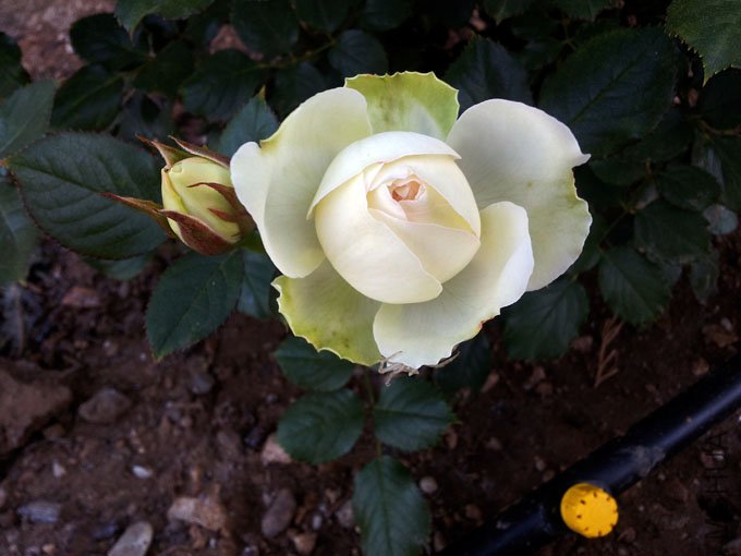 20120513_072654.jpg