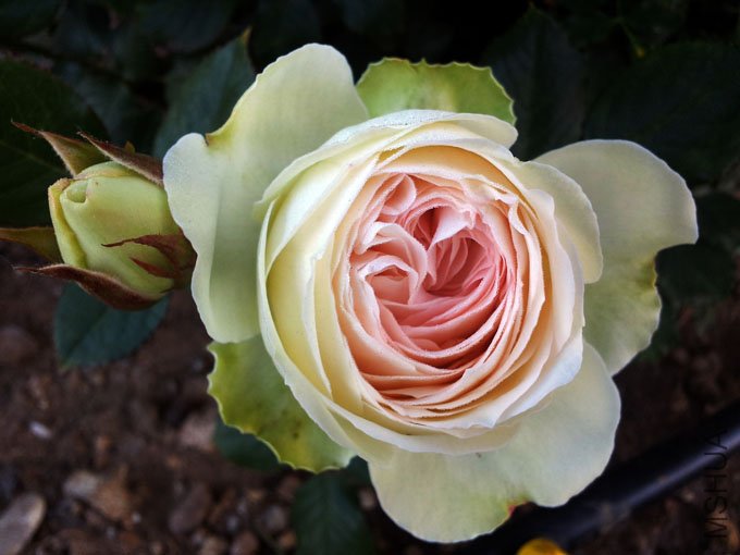 20120514_075829.jpg