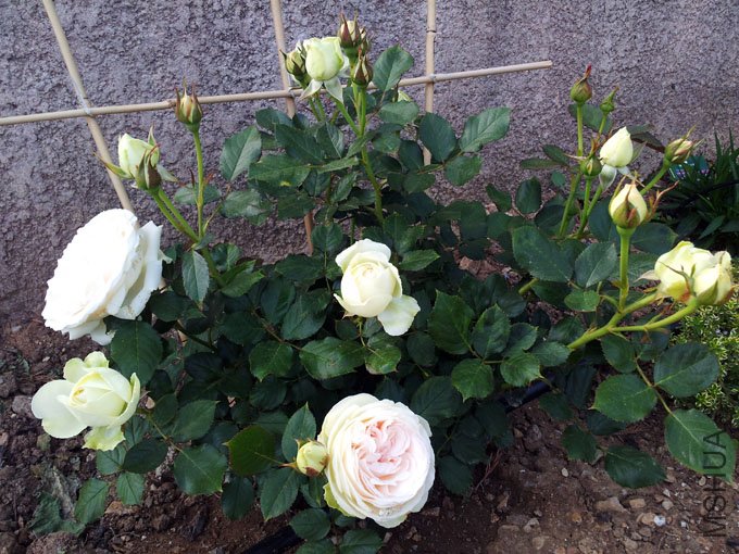 20120514_185442.jpg