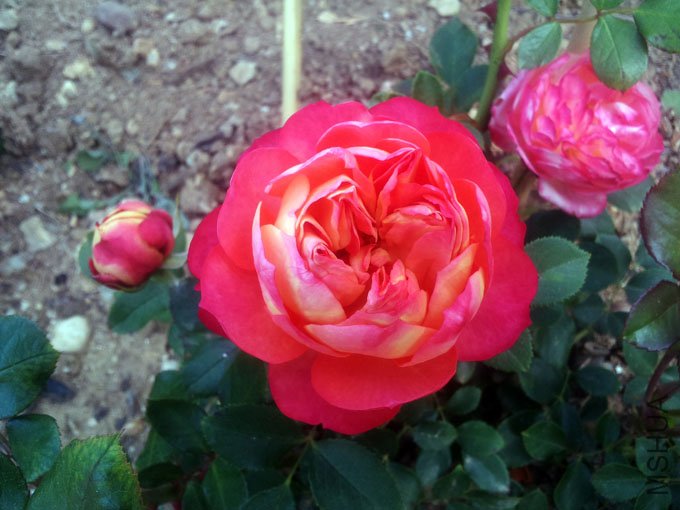 20120509_085331.jpg