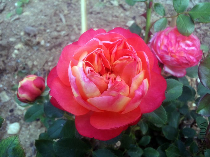 20120509_085337.jpg