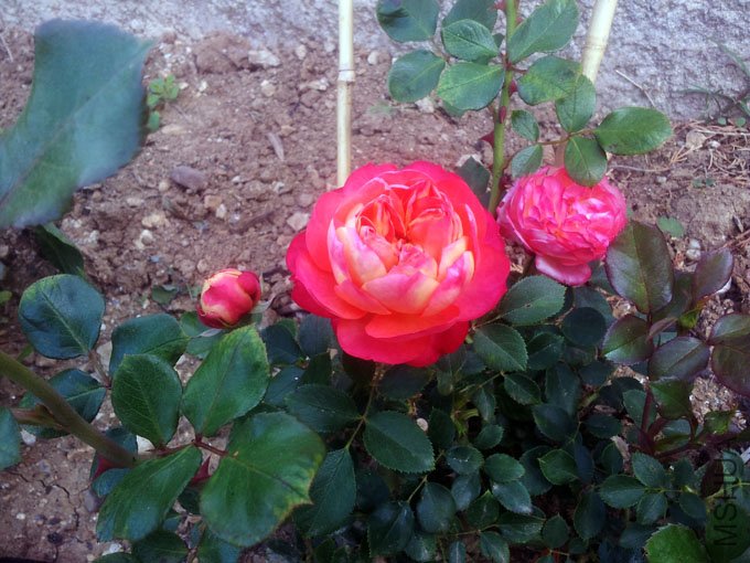 20120509_085352.jpg