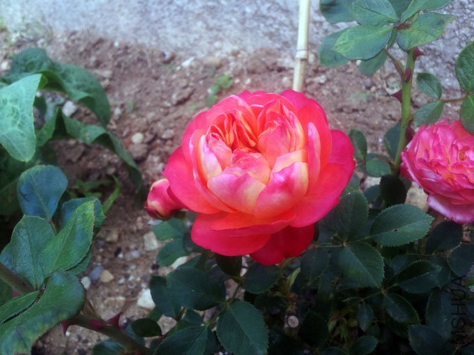 20120509_085404.jpg