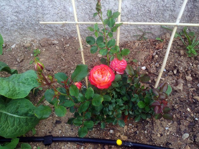 20120509_085422.jpg