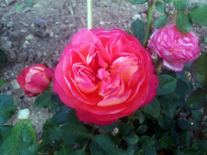 20120510_075223.jpg