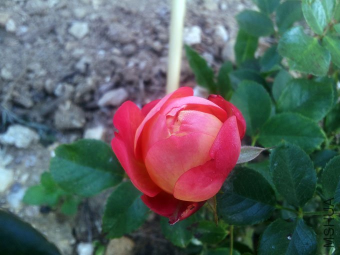 20120510_075248.jpg