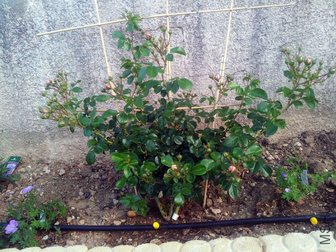 20120511_081035.jpg