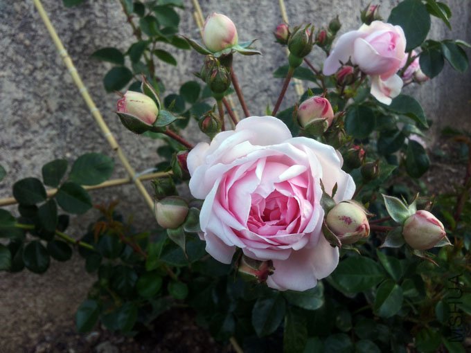 20120517_080601.jpg
