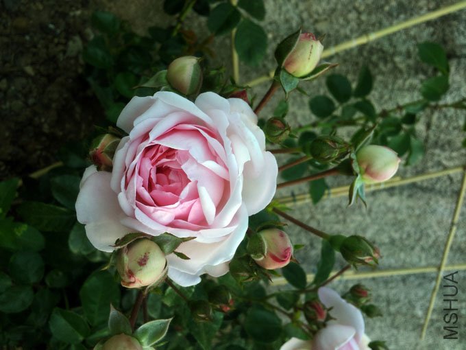 20120517_080613.jpg