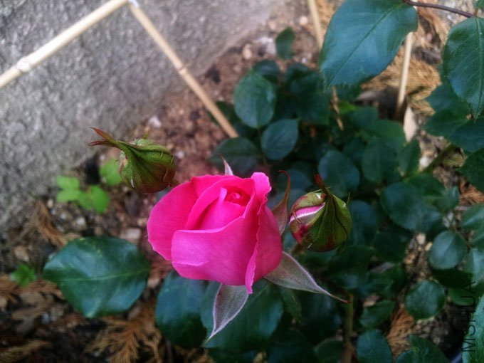 20120509_085217.jpg