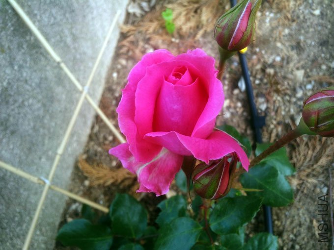 20120509_085244.jpg