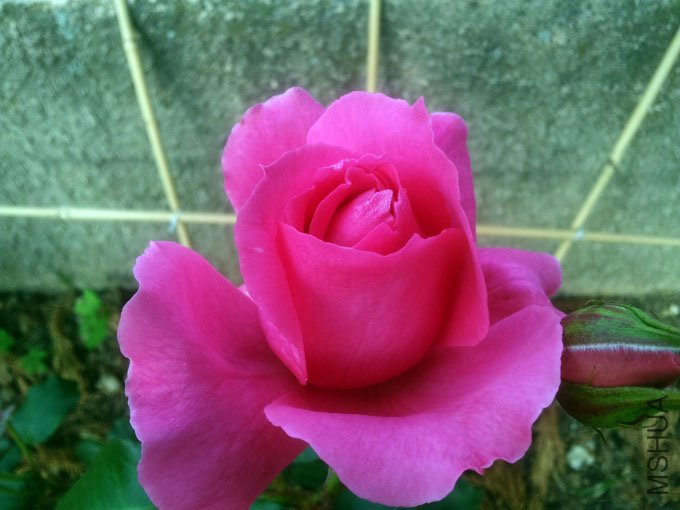 20120510_074925.jpg