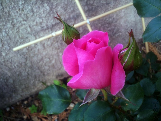 20120510_074956.jpg