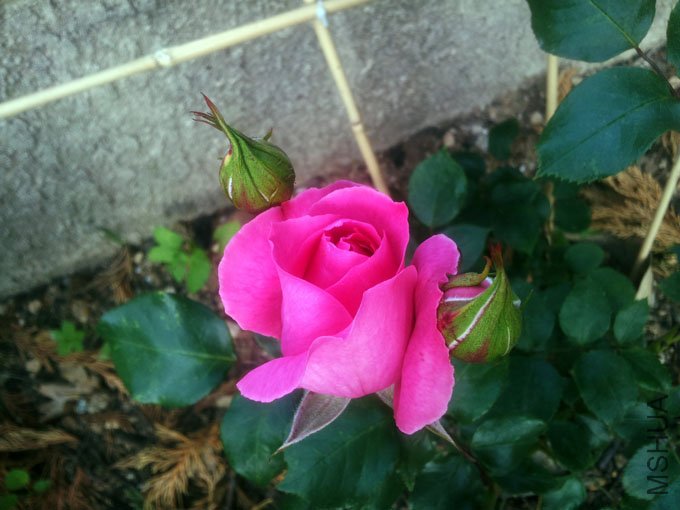 20120510_075104.jpg