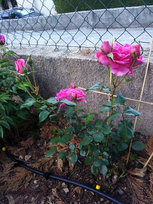 20120513_072514.jpg