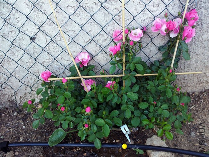 20120514_080111.jpg