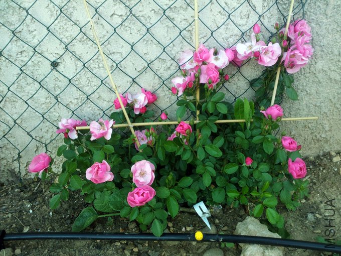 20120517_080812.jpg