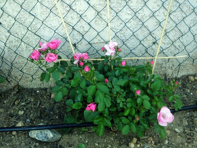 20120517_080821.jpg