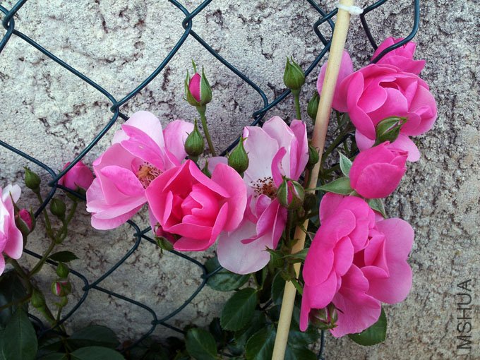 20120514_080215.jpg