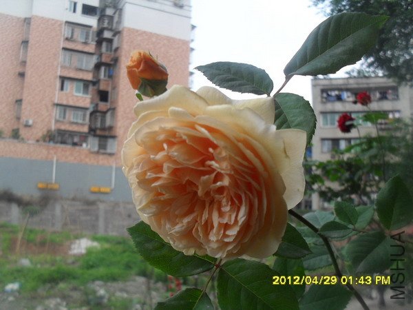 SDC12721.jpg