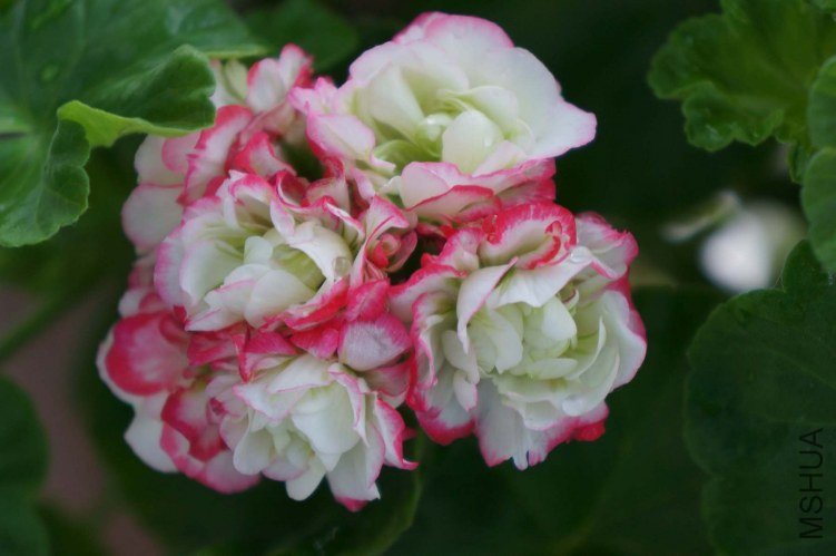 DSC00387.JPG