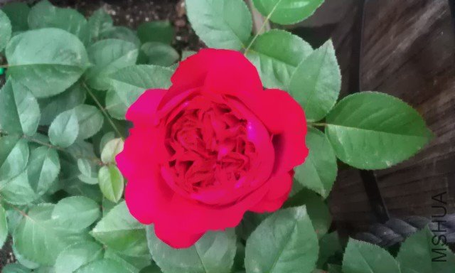 IMAG0313.jpg