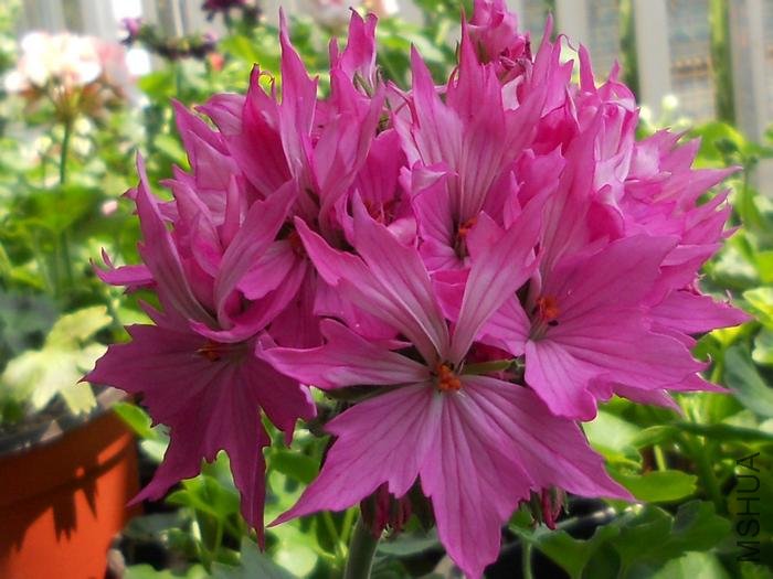 ��ɫ��Ҷ��