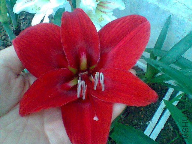 ��Ƭ0297.jpg